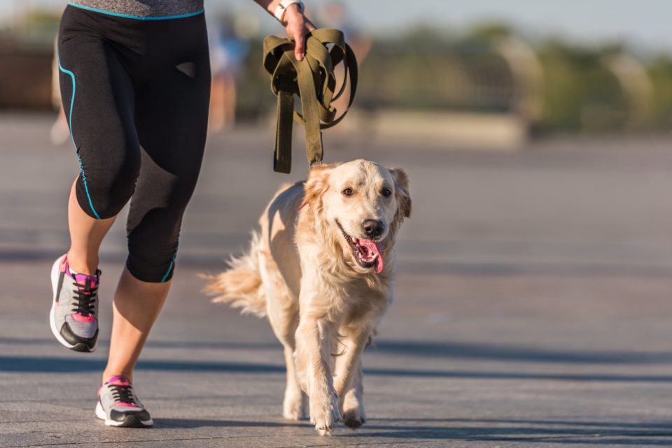 Fast And Furriest 5K