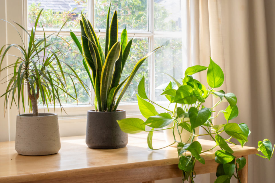 House plants in the window inside a beautiful new home or flat