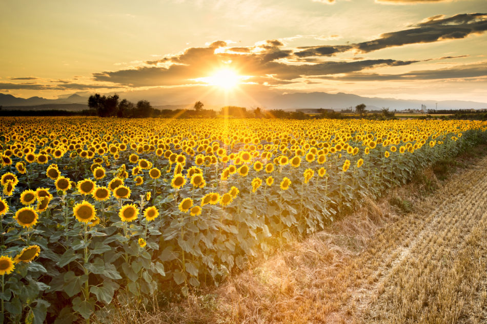 sunflower field