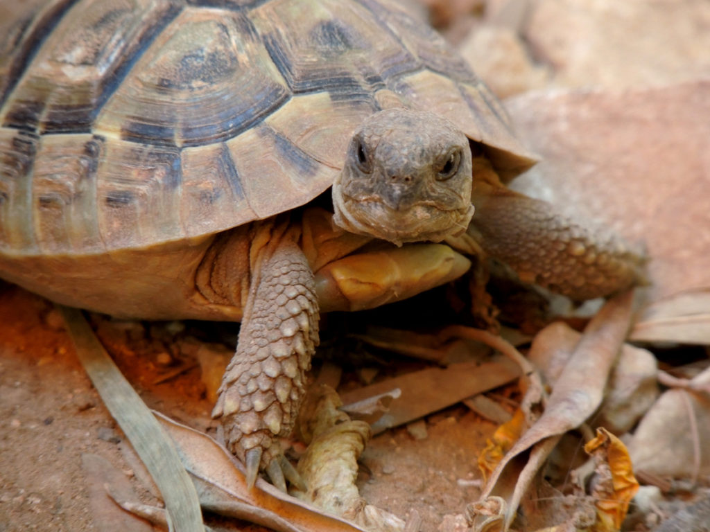 turtle in dirt habitat