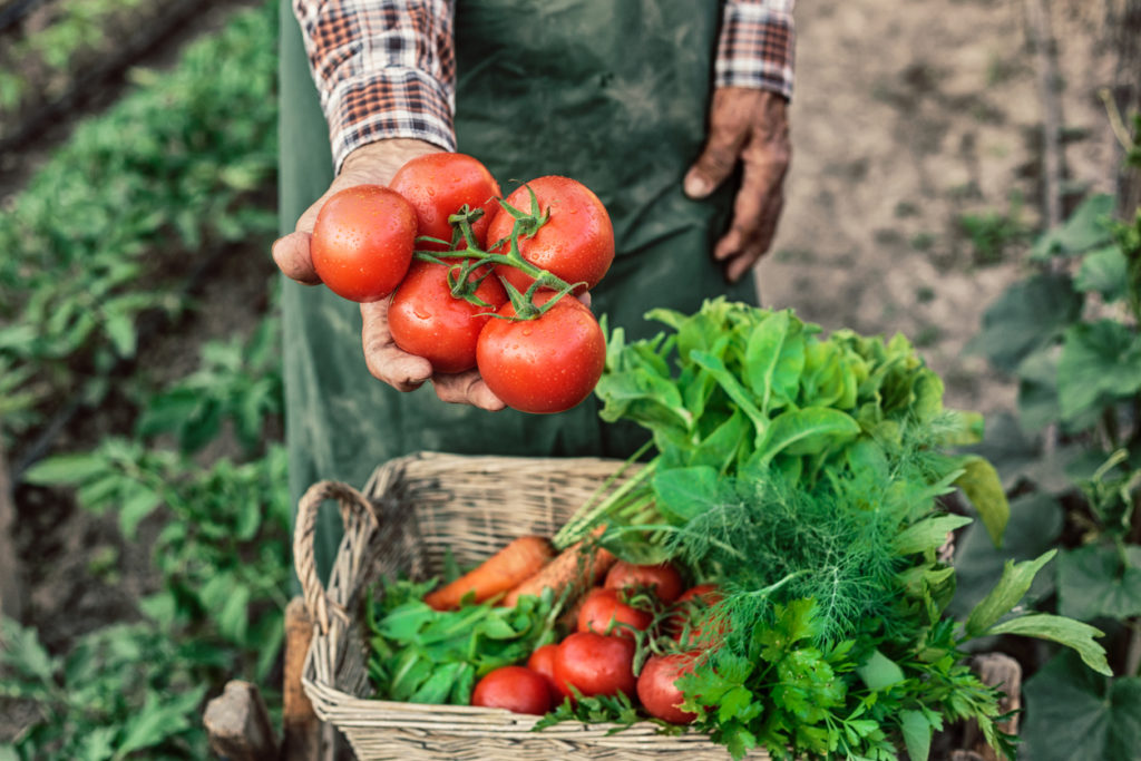 Old man with an apron showing a bunch of tomatoes.