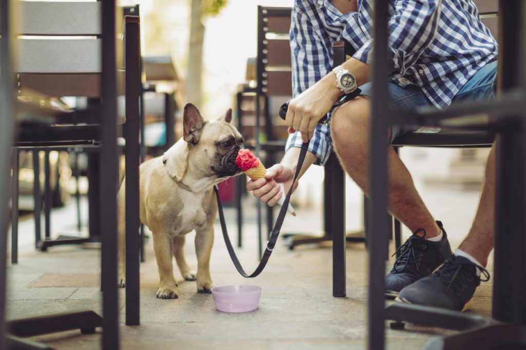 Young man in the city with his french bulldog