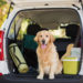 5 Tips For Traveling With A Pet This Summer