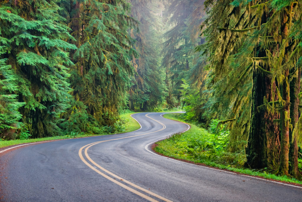 Road trip through the forest