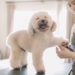 Let Von Shrado Groomers Pamper Your Pet
